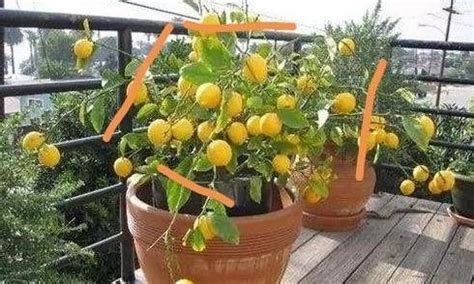 檸檬樹修剪時間 窗外